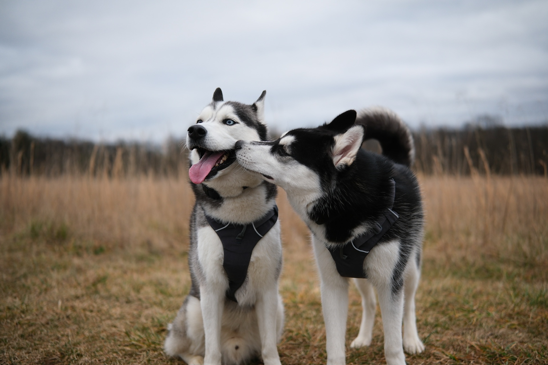 The Husky Behavior Decoder — The Husky Method